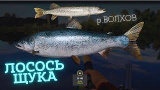 Русская Рыбалка 4 - ВОЛХОВ Лосось Щука RR4 Volkhov Ladoga Salmon