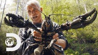 Jeremy Wade Finds Giant Crayfish  Jeremy Wades Dark Waters