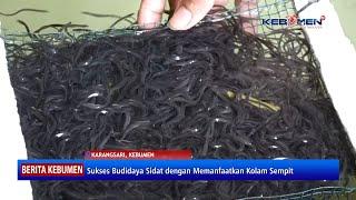 Sukses Budidaya Sidat dengan Memanfaatkan Kolam Sempit - Kebumen TV