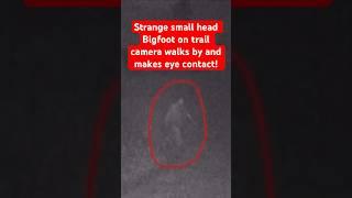 Strange Small Head Bigfoot on Trail Camera Walks by and Makes Eye Contact