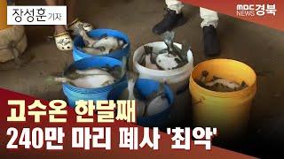 R고수온 한달째 240만 마리 폐사 최악..언제 끝나나  안동MBC