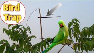 Easy Bird Catching Technique  Tree Bird Trap   Parrot Trap