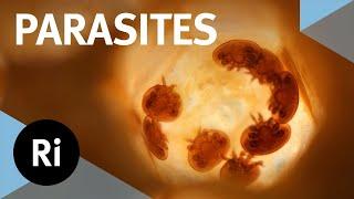 The inside story of parasites – with Scott Gardner and Gabor Racz