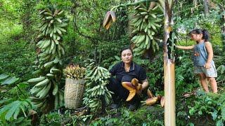 Harvesting wild bananas cooking raw on the farm  single mother 16 years old