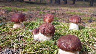 DEADLY BATTLE Mushroom pickers against PORCINI MUSHROOMS Mushrooms in Russia. Mushrooms 2022