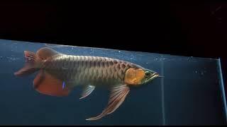 The Best Collection Special Arowana Super Red July 2021