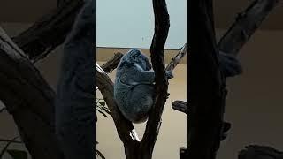 Queensland-Koala Phascolarctos cinereus cinereus im Tiergarten Schönbrunn.