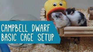 Campbell Dwarf Hamster Basic Cage Setup