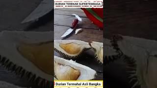 DURIAN TERENAK DAN TERMAHAL SUPERTEMBAGA #durian #duriansupertembaga #duriantembaga