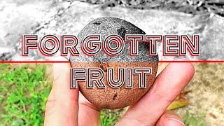 The Forgotten Fruit Behind the Fight Against Leprosy - CHAULMOOGRA FRUIT History Unpeeled