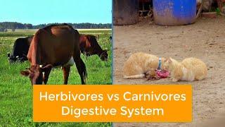 Herbivores vs Carnivores Digestive System #alimentarycanal