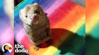 Rescue Mink Loves Diving In His Swimming Pool  The Dodo