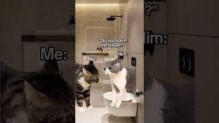 CAT MEMES Going to the airport with my boyfriend #catmemes #relatable #relationship #shorts