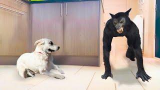 Funny Dog Gets Angry When Its Scared  Pets Island