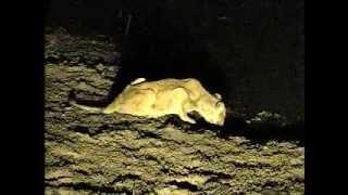 Lone Lioness Gets Long Drink - Djuma - Sept 1 2013