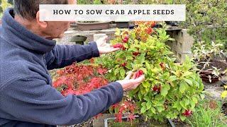 Sowing Crab Apple Seeds