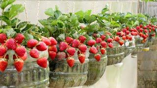 No need for a garden Growing Strawberries at home is very easy and has a lot of fruit