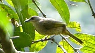 Olive-winged Bulbul Singapore Wild Bird