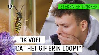 JURRE WORDT GESTOKEN DOOR EEN WESP  Steken en Prikken #1  NPO Zapp