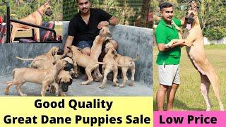 വിലക്കുറവിൽ Great Dane നായക്കുട്ടികളെ വാങ്ങാംGreat Dane Puppies SaleDog sale Low price