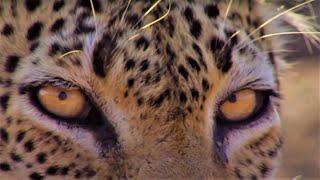 Nail-Biting Leopard Moments  Top 5  BBC Earth