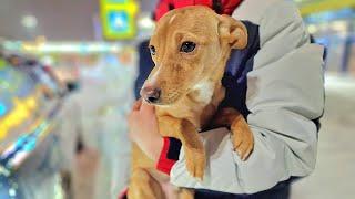 Щенок найденный в морозы на улице оказался болен  спасаем Стёпку Animal Shelter  Puppy Rescue