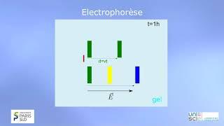 TRILOGIQUE   Semaine 5 Vidéo dintroduction Eléctrophorèse