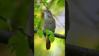 WONDERFUL NIGHTINGALE CHIRPS  RELAXING NATURE SOUNDS  BEAUTIFUL BIRD SONGS  STRESS RELIEF  4K