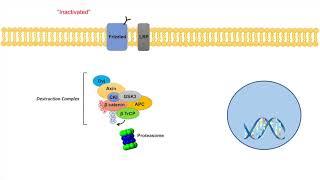 Wntβ-Catenin Signaling Pathway  Overview Purpose and APC Mutations