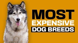 Top 15 Most Expensive DOG BREEDS