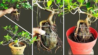 Root Over Rock Bonsai-Easiest way  #BonsaiTrees Ep-01