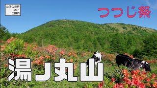 【登山】湯ノ丸山 -つつじ祭-