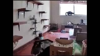 Chaos visualized in mere seconds demonstrated by a room full of cats and several props
