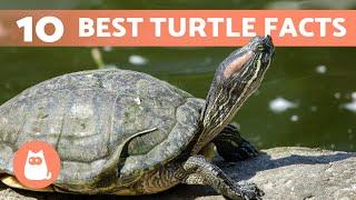 10 FACTS About TURTLES You Probably Didnt Know 