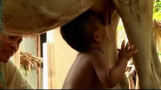 Cambodian boy suckles milk from cow