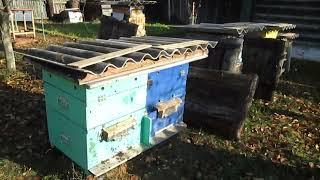 Позднеосенний облёт пчёл и Борьба с клещём Варроа01.11.2023 года