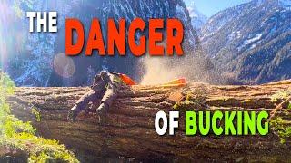 78. Falling & Bucking A Big Fir Tree  Calculated  Risk Factor