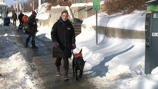 Ottawa woman denied Uber ride due to service dog