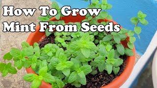 How to Grow Mint From Seeds - THE SIMPLE EXPLANATION