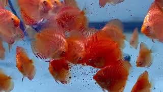 Red Checkerboards Eating Vita Complete Color Enhancing Discus Food