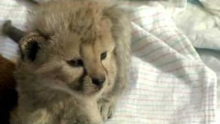 Cute Cheetah Babies - Cincinnati Zoo