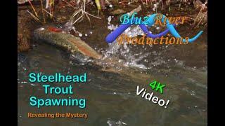 Steelhead Trout Spawning - The Mystery Revealed Grande Ronde River 4K