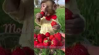 #monkey #eating #strawberry #youtubeshorts #like #plz_subscribe_my_channel