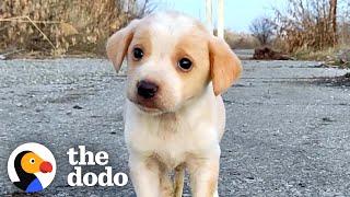 Puppy Found With Garbage Wouldnt Stop Shaking  The Dodo