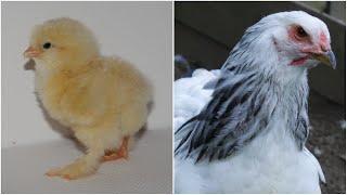 From Brahma Chick to Adult Hen  Timelapse Chicken Transformation