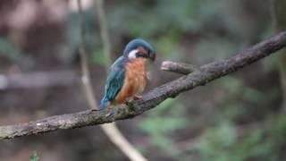 Kingfisher Il Martin Pescatore