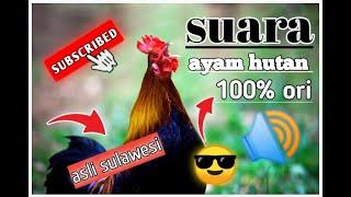 suara pikat ayam hutan jantan sulawesi