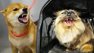 ANGRY pets at the grooming salon 