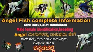 Angel ಮೀನುಗಳ ಸಂಪೂರ್ಣ ಮಾಹಿತಿ tank setupdiettank matesmale female identification breedingKannada