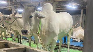 PUNJAB DAIRY FARM  5 COWS LOADING & UNLOADING VLOG  KOLKATA COW 2025